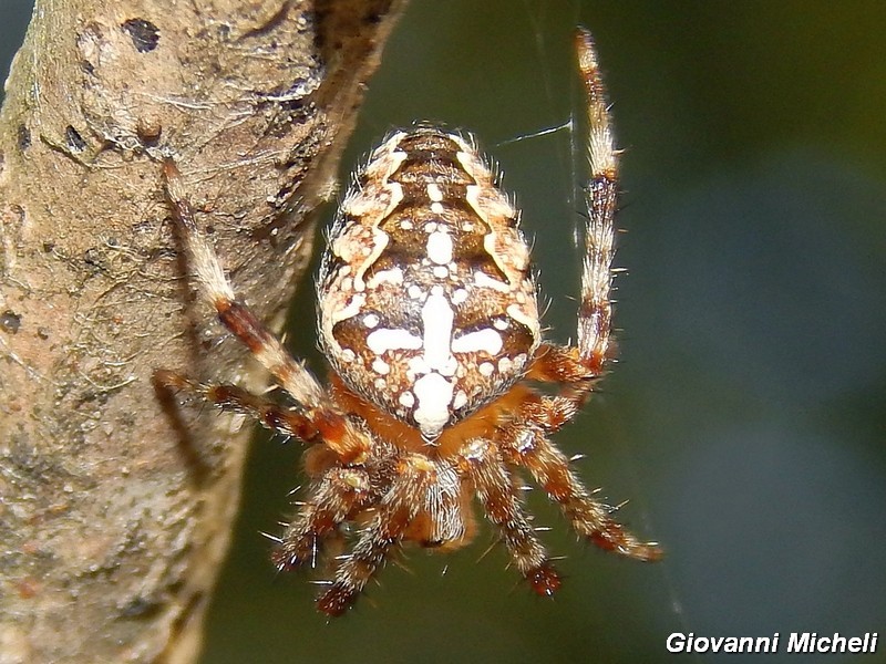 Araneus diadematus - Pontevecchio (MI)